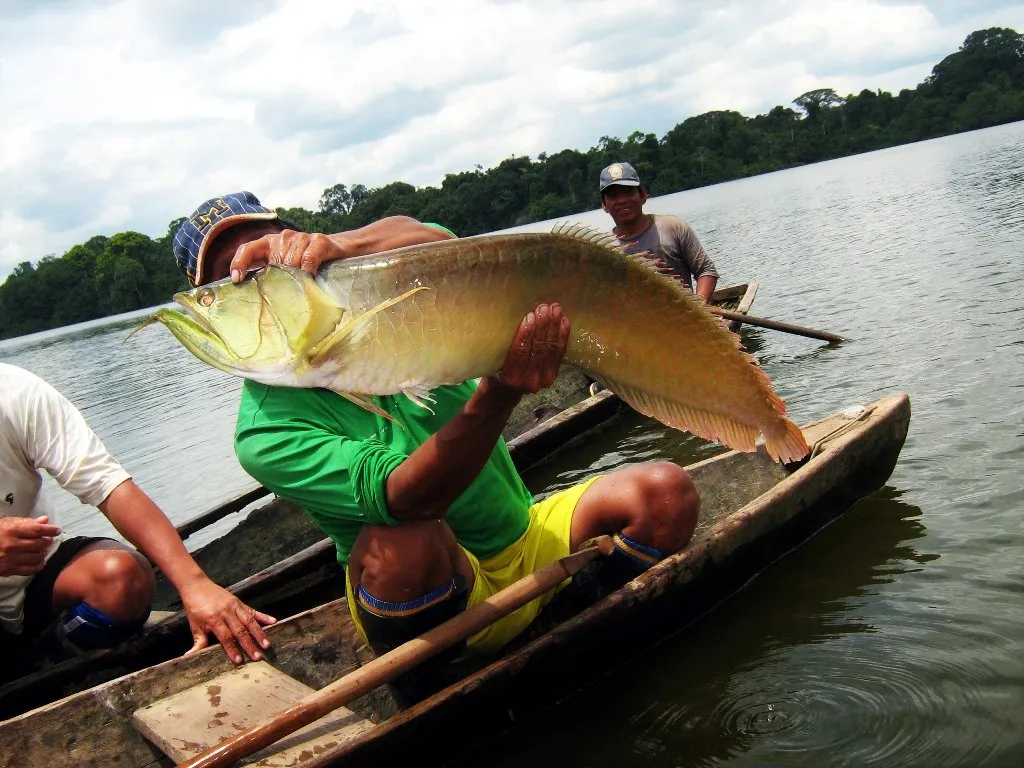 Diversidad de peces en la colección ictiológica del Instituto de Investigaciones de la Amazonía Peruana